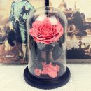 O1CN01qcRw2g1SXI3s8nMlW_!!2200825662256 (1)