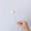 【五入】【天然通草花揮發棒】日式純手工製天然白千層通草花雛菊玫瑰造型香氛精油擴香瓶揮發棒藤條