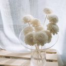 【五入】【天然通草花揮發棒】日式純手工製天然白千層通草花雛菊玫瑰造型香氛精油擴香瓶揮發棒藤條