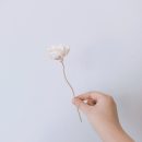 【五入】【天然通草花揮發棒】日式純手工製天然白千層通草花雛菊玫瑰造型香氛精油擴香瓶揮發棒藤條